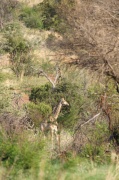 landscape (7)